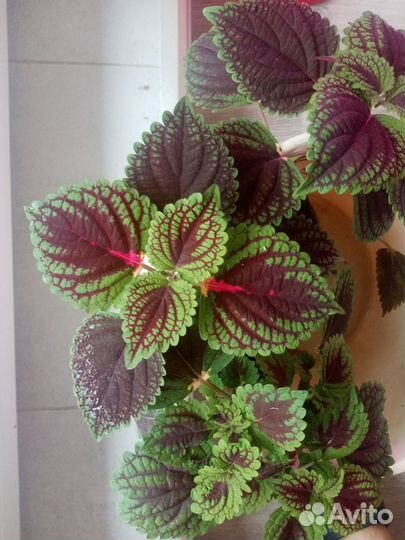 Комнатные растения