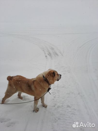 Кобель для вязки