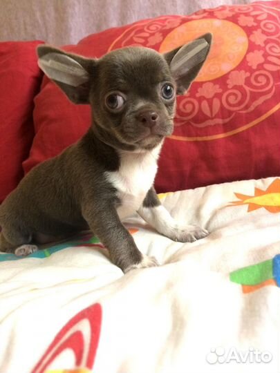 Чихуахуа девочки РКФ