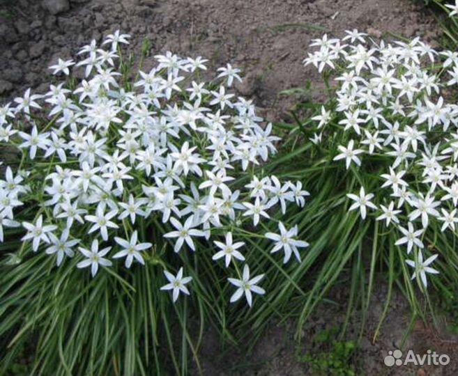 Растения для сада