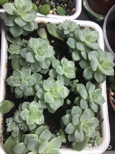 Суккуленты