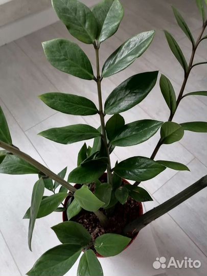 Замиокулькас