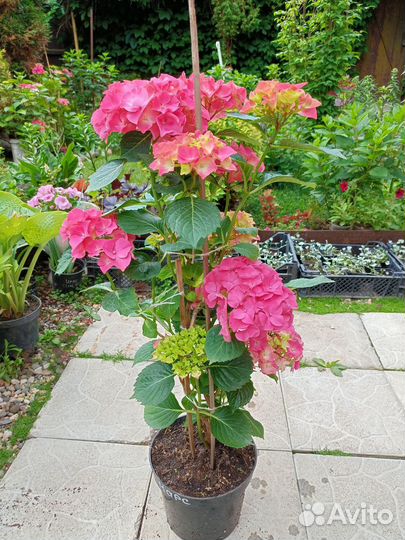 Гортензия крупнолистная Марс