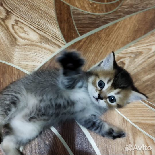 Британские котята