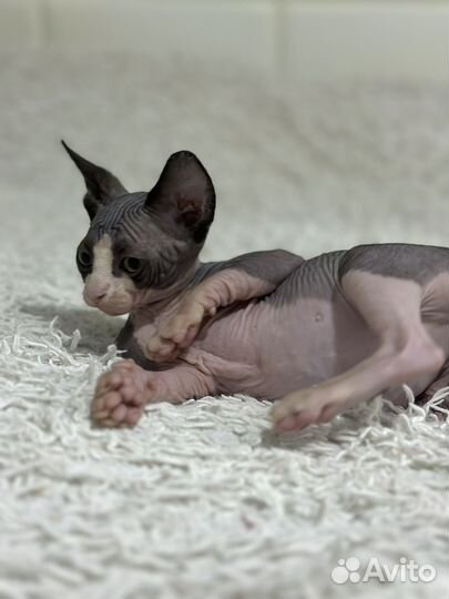 Канадский сфинкс