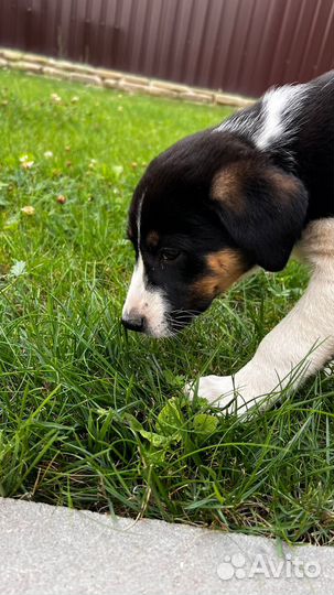 Ищем дом для щенка