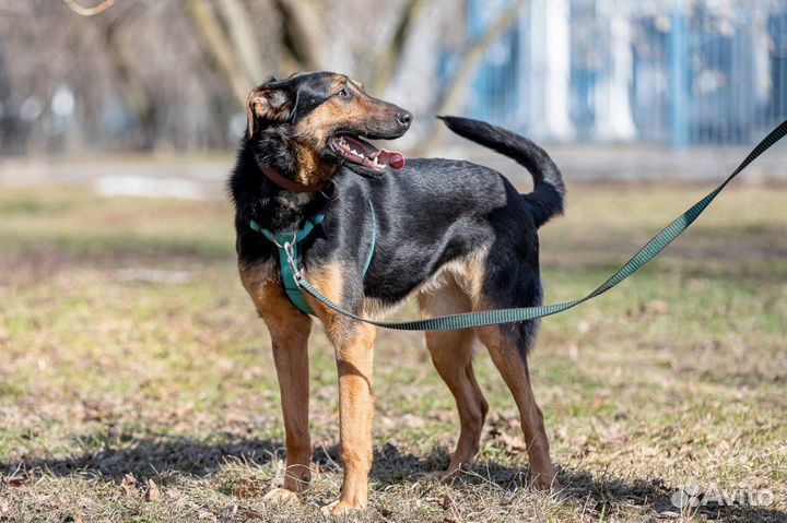 Собака в дар бесплатно метис босерон щенок отдам