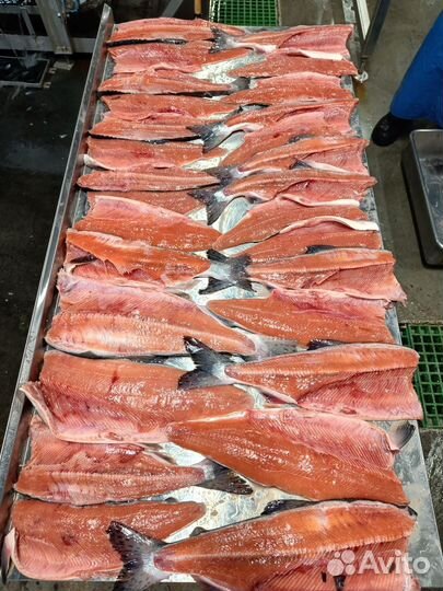 Горбуша пбг