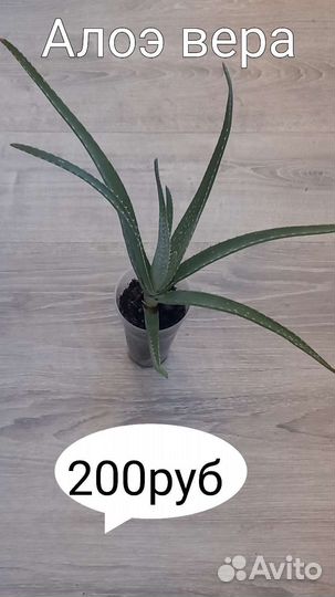 Каланхоэ лечебный, алоэ вера