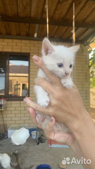 Кошки в добрые руки бесплатно
