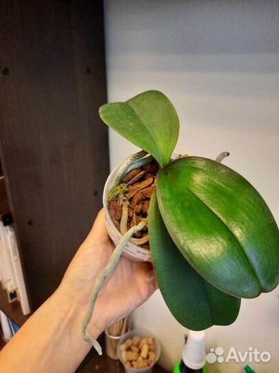 Орхидея фаленопсис I-Hsin Fantastic Pearl '510'