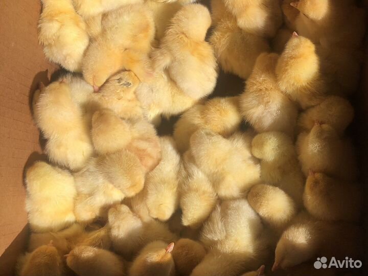 Цыплята суточные петушки
