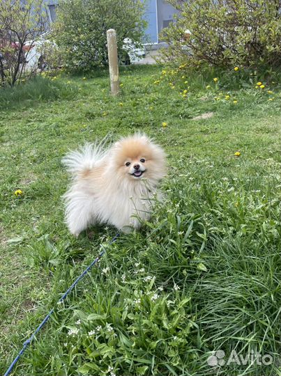 Выгул собак, Догситтер, няня