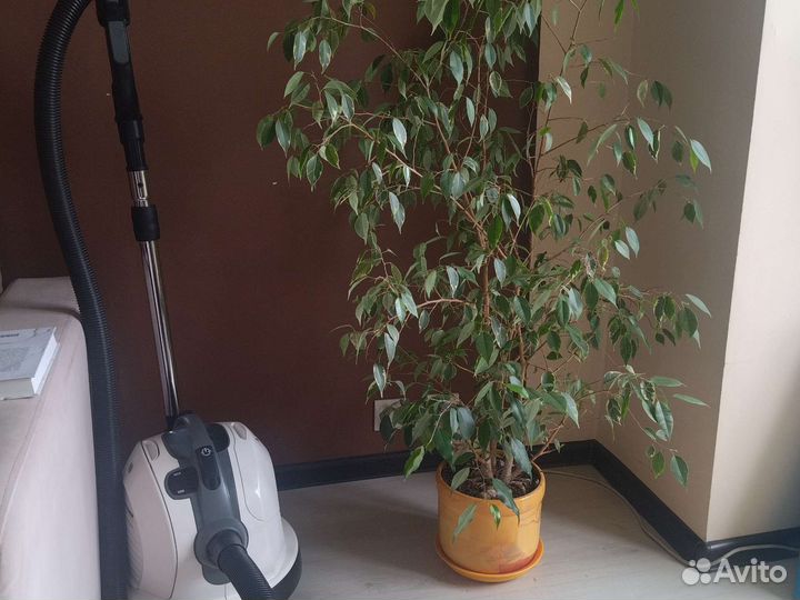 Фикус бенджамина большой