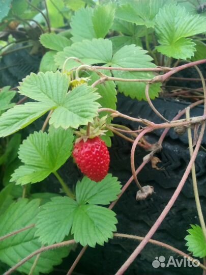 Земляника ремонтантная. Доставка в Калининград