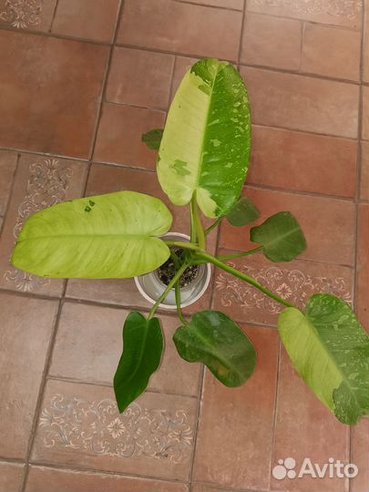 Филодендроны набором