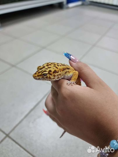 Эублефар с террариумом