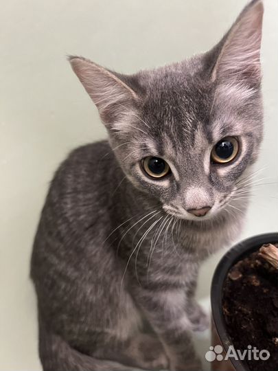 Котенок 4 месяца