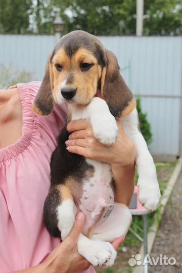 Отличные щенки бигля с документами РКФ