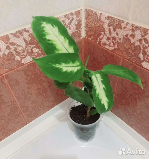 Диффенбахия мини