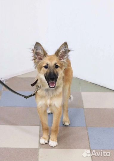 Жизнерадостный щенок