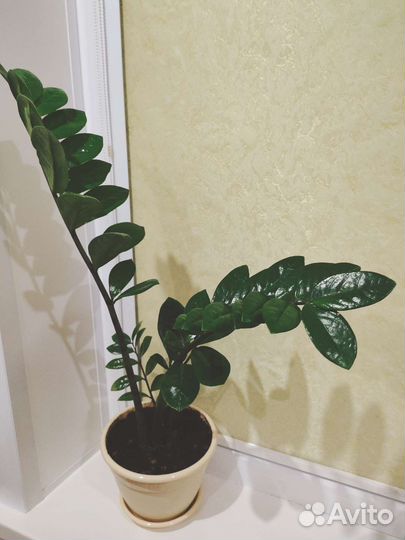 Замиокулькас