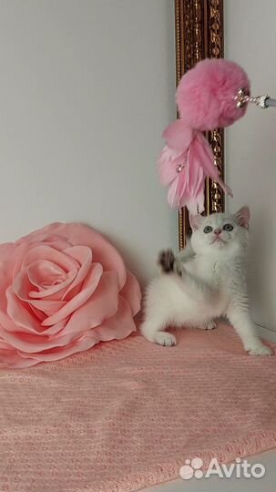 Британские котята, серебристые шиншиллы поинт