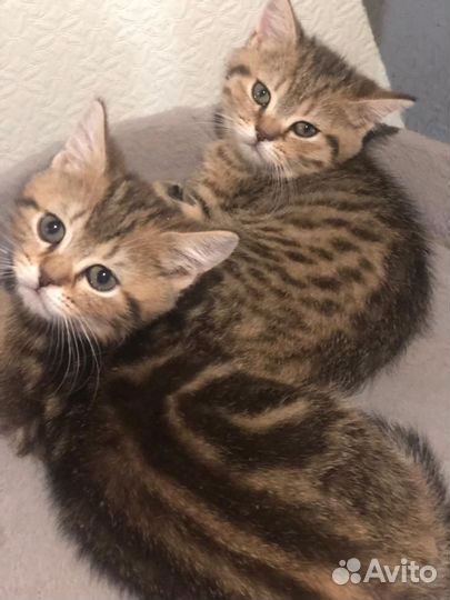 Британская