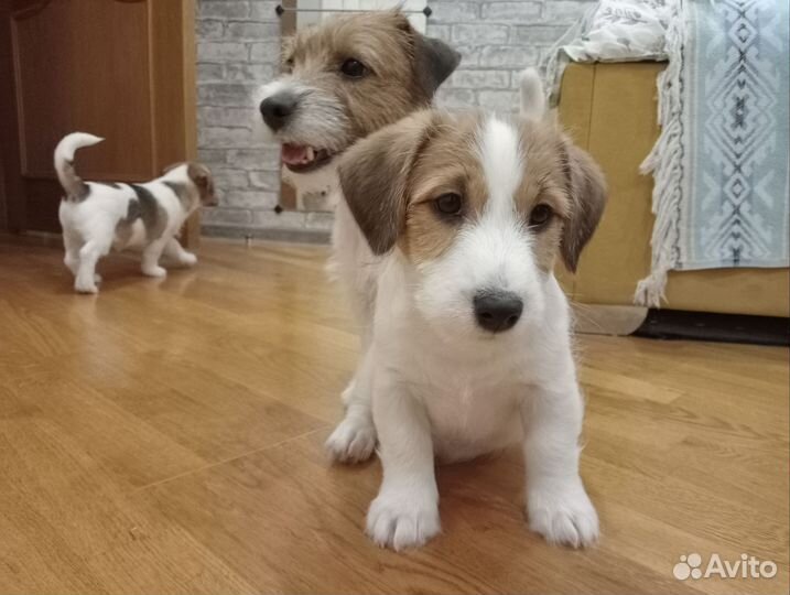 Щенок Джек Рассел мальчик Брокен