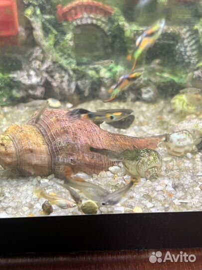 Гуппи подростки