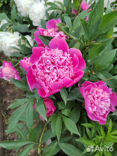 Пионы саженцы розовые