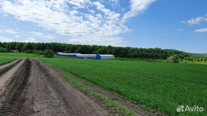 Пастух чабан с проживанием