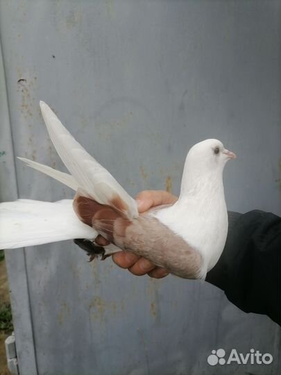 Продам голубей (бабочки)