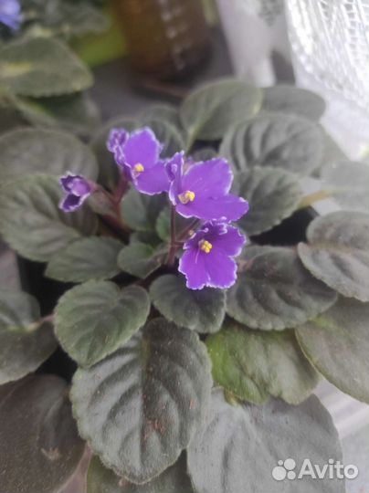 Глоксиния махровая, фиалки