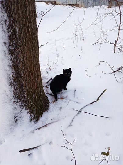 Молоденький котик Даня в добрые руки