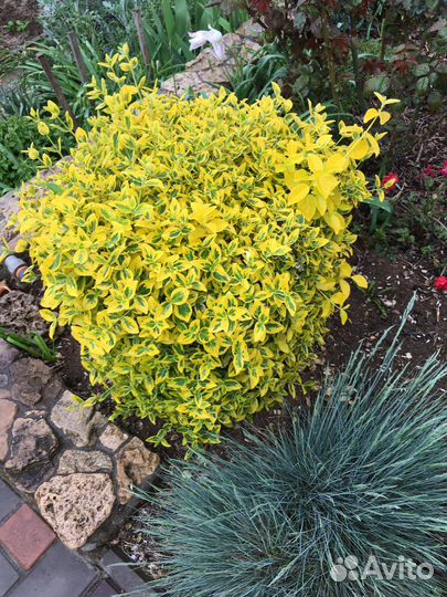 Бересклет форчуна