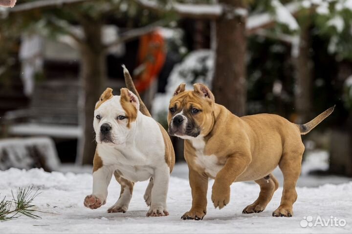 Американский булли