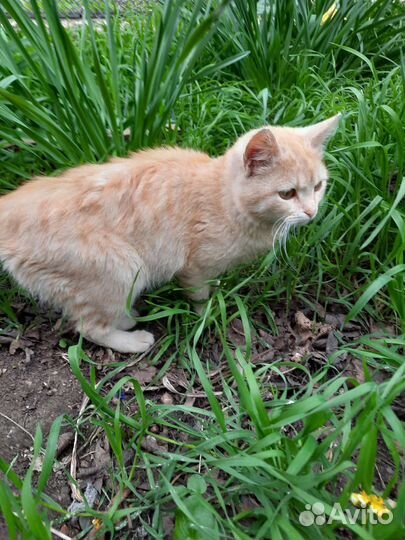 Рыжее счастье