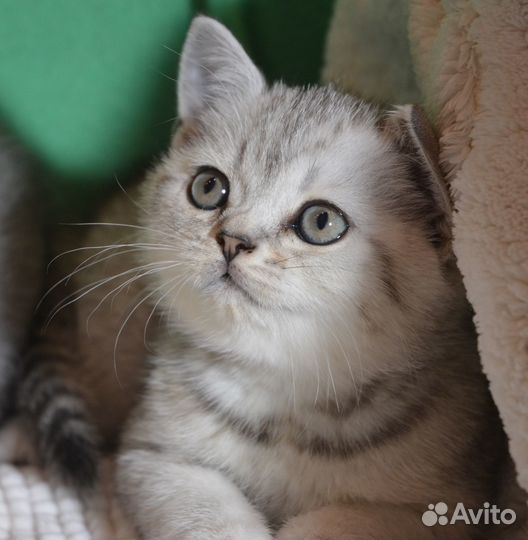 Золотой, кремовый, серебро