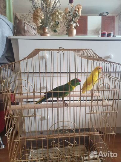 Новозеландские какарики