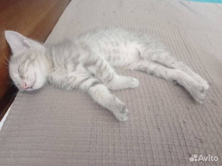 Котенок