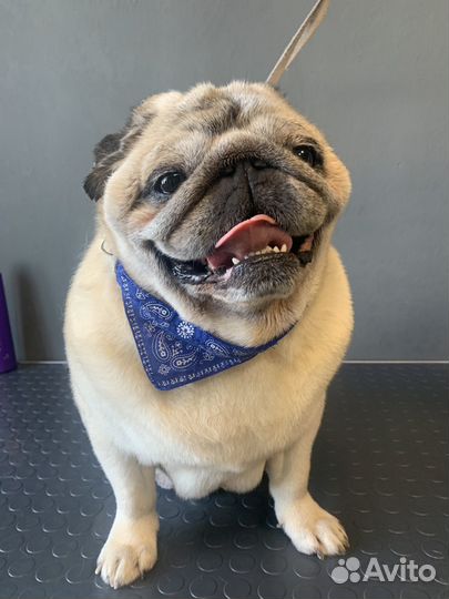 Грумер. Стрижка собак и кошек