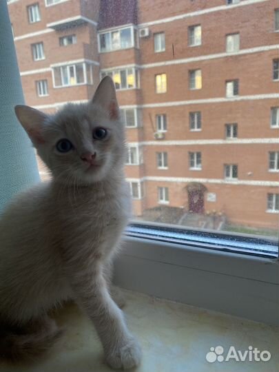 Котенка в добрые руки