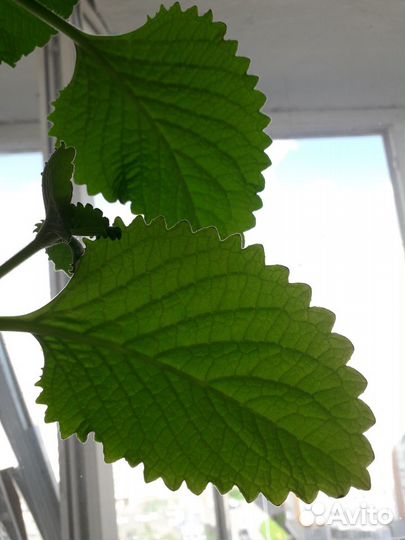 Мята домашняя