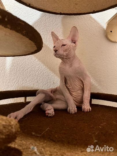 Канадский сфинкс котенок мальчик