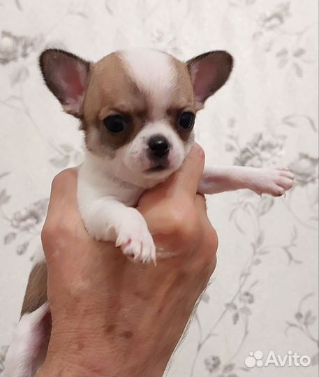 Щенки чихуахуа мини