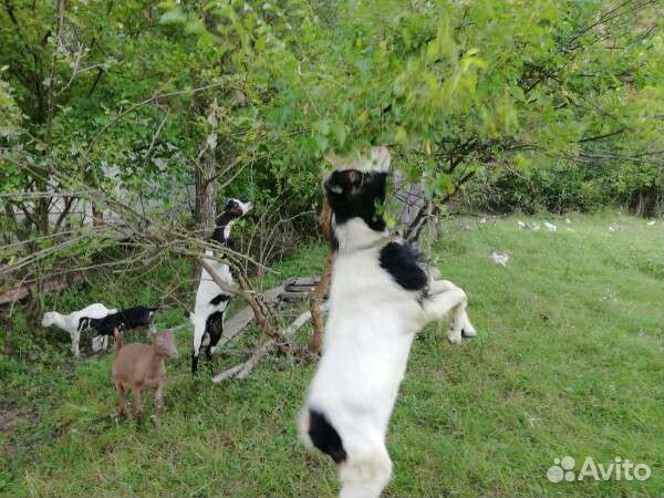 Козел ламанча