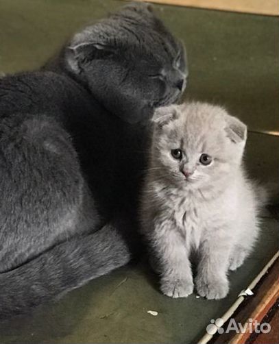 Британские вислоухие котята серые