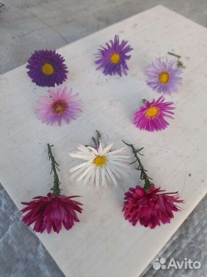 Астра, многолетняя