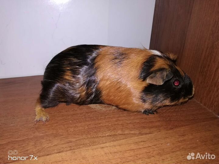 Морские свинки